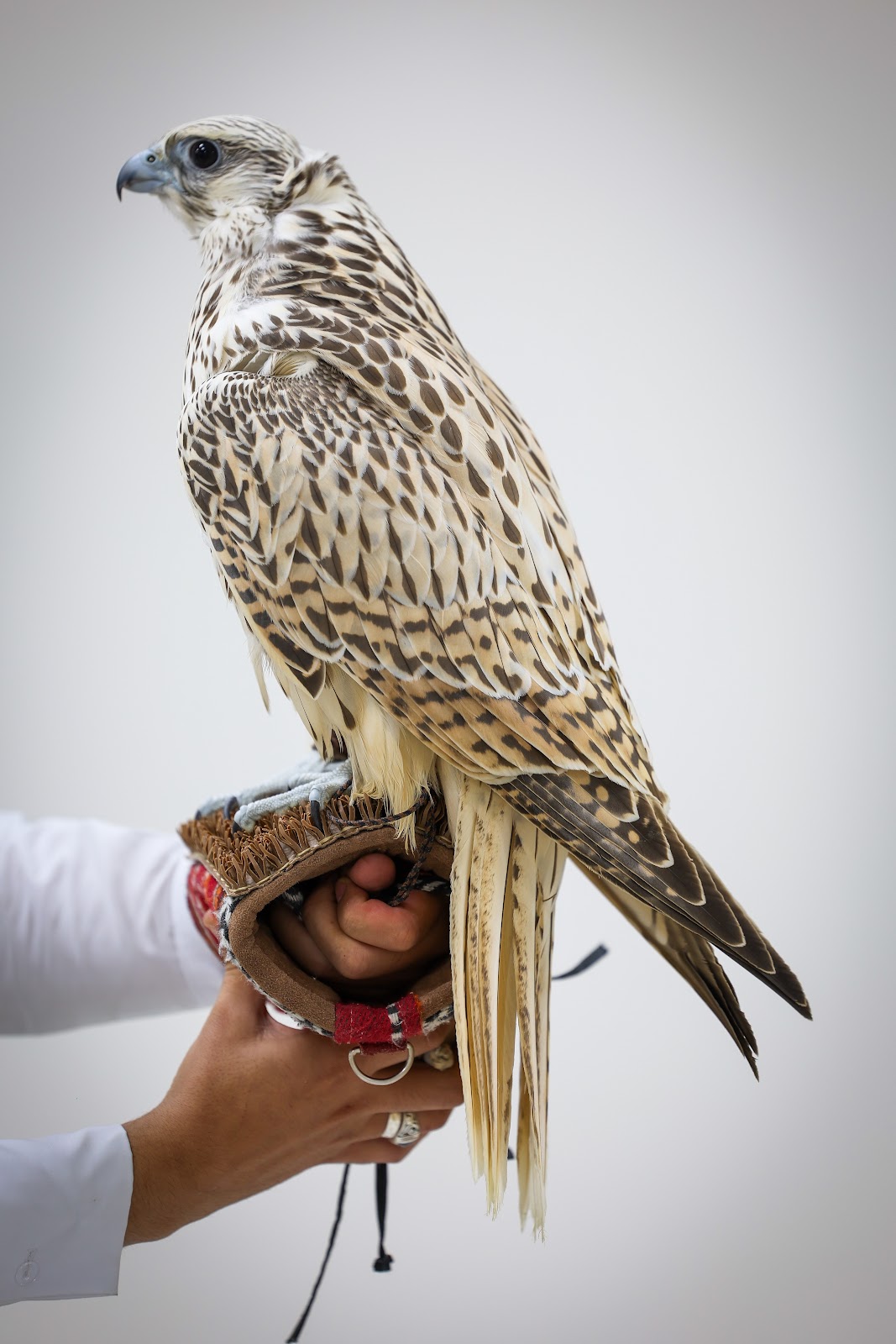 الظفرة للصقور فرع 1 - صورة 4