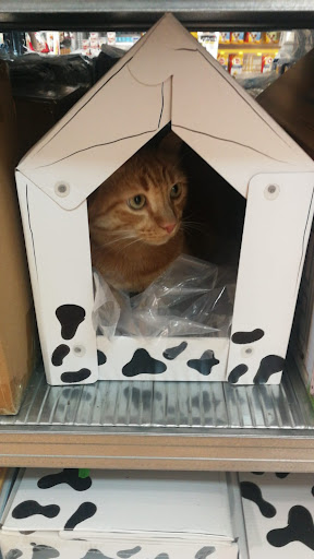 ORME | Pet Experts - Visual