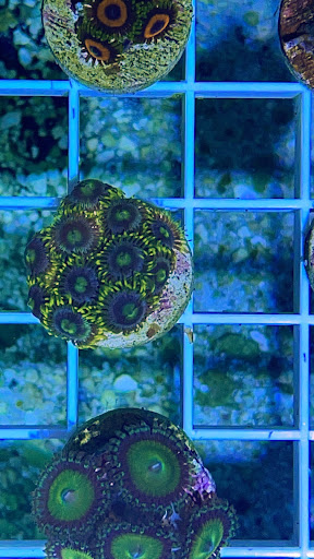 Reef Magic - Visual