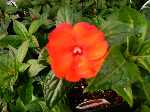 Kennedy Landscape Services LLC - Thumbnail