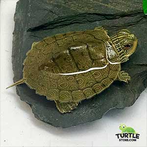 Turtle Store - Thumbnail