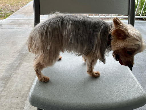 Bless Pet Salon - Visual