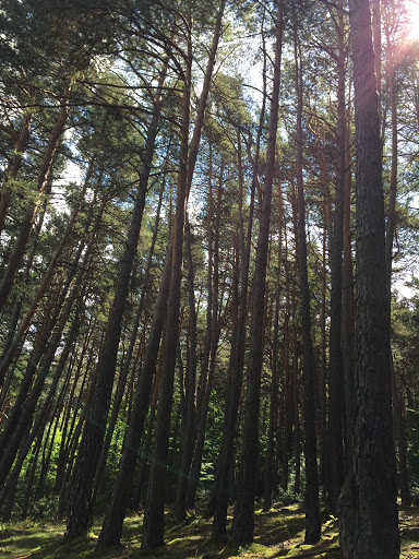 Bosques de Plan - Visual