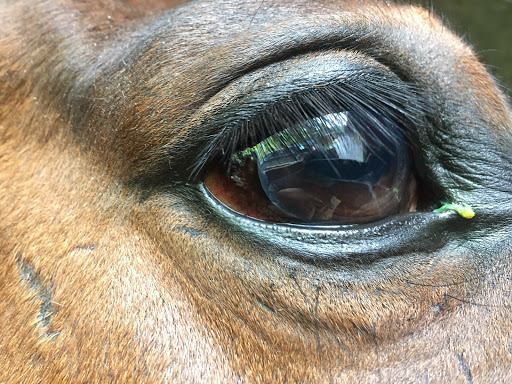 Ty Clinik, Médecine Vétérinaire Equine. 24/24, 7/7. Vétérinaire équin Rennes - Thumbnail