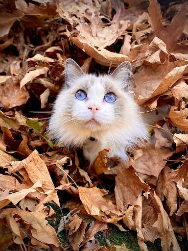Altona Veterinary Clinic Gallery - Australia