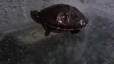 Photos of Acuario La Union