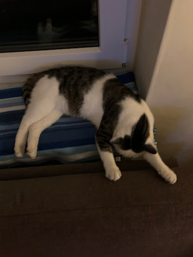 Kattenpension Bengelhof - Thumbnail