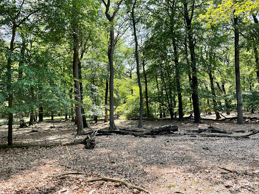 Nice forest - Visual
