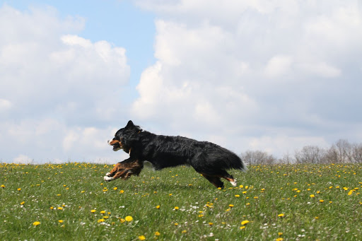 Hundephysio Antje Nübel - Thumbnail