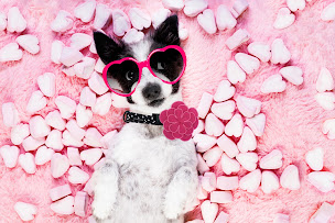 Photo n°2 de Atelier Nonosse / Nonosse & Co à Velaux (Magasin d'articles pour animaux)