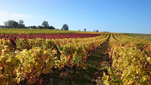 Photo de Domaine de Brousse à Cahuzac-sur-Vère (81140)