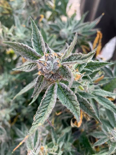 Oklahoma Native Roots Dispensary, Processing, & Grow Gallery - United States