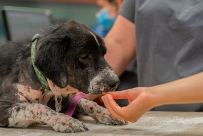 Harmony Animal Rescue Clinic