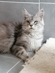 Photo n°13 de Élevage de maine coon dans la Manche à Picauville (Éleveur de chats)