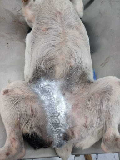 Clínica Veterinaria Cachorro Pet