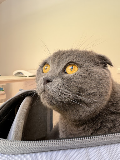 Felinaria - Thumbnail