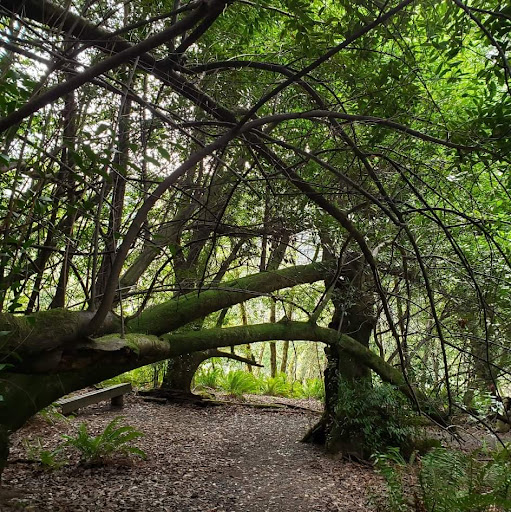 Myrtle Tree trail - Visual