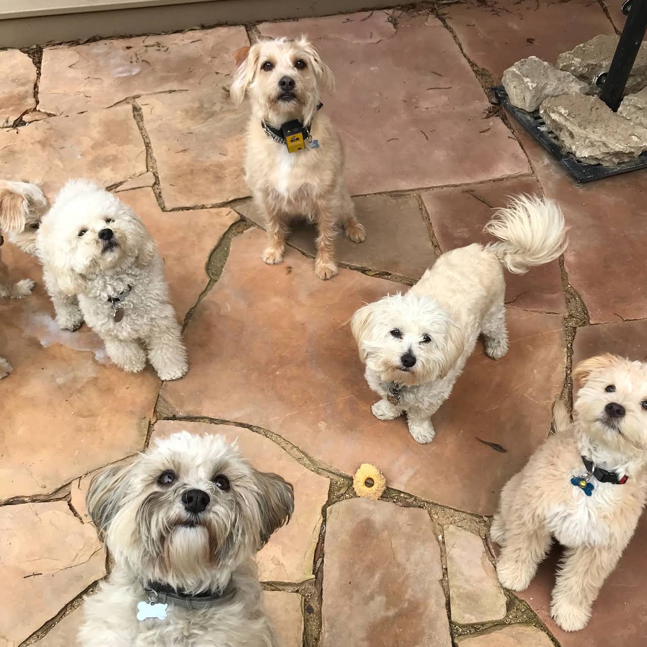 Venice Dog Boarding The Next Best Thing to Home Sweet Home Kennel