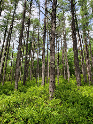Wildlands Trust - Halfway Pond Conservation Area - Thumbnail