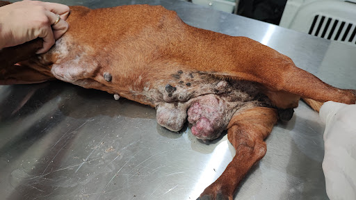 Veterinaria Fabari Vet