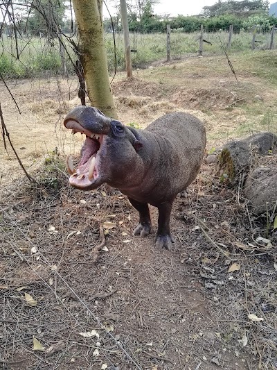Photos of Mount Kenya Wildlife Conservancy