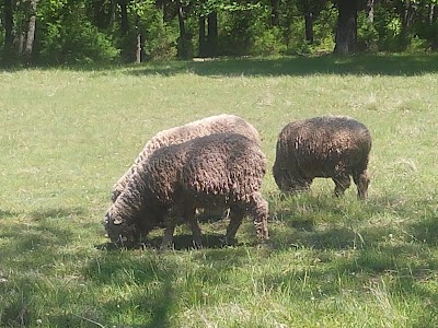 Photos of Watkins Woolen Mill State Park and State Historic Site