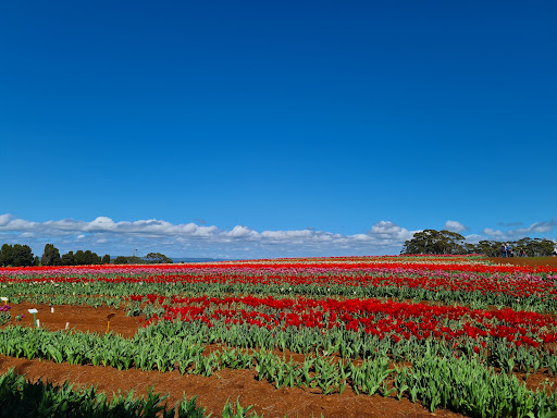 Wynyard Tulip Festival Logo