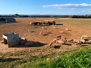 Photo n°3 de Les cochons de la Ferme Saint Martin (EARL) à Grillon (Agriculteur)