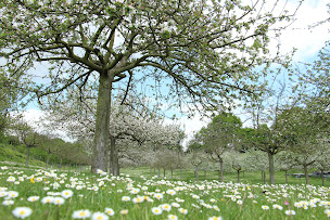 Photo n°17 de Cidrerie et Distillerie Pelletier à La Chapelle-Huon (Magasin d'alimentation naturelle)