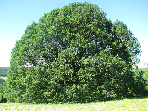 Kugeleiche - Visual