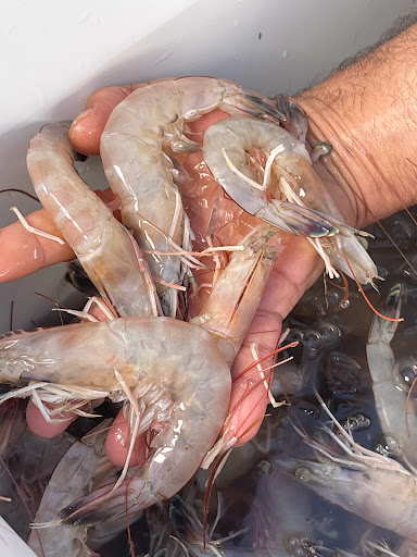 D&H Seafood