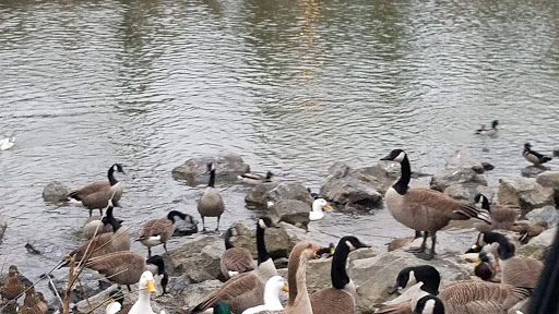 Waterfowl Observation - Thumbnail