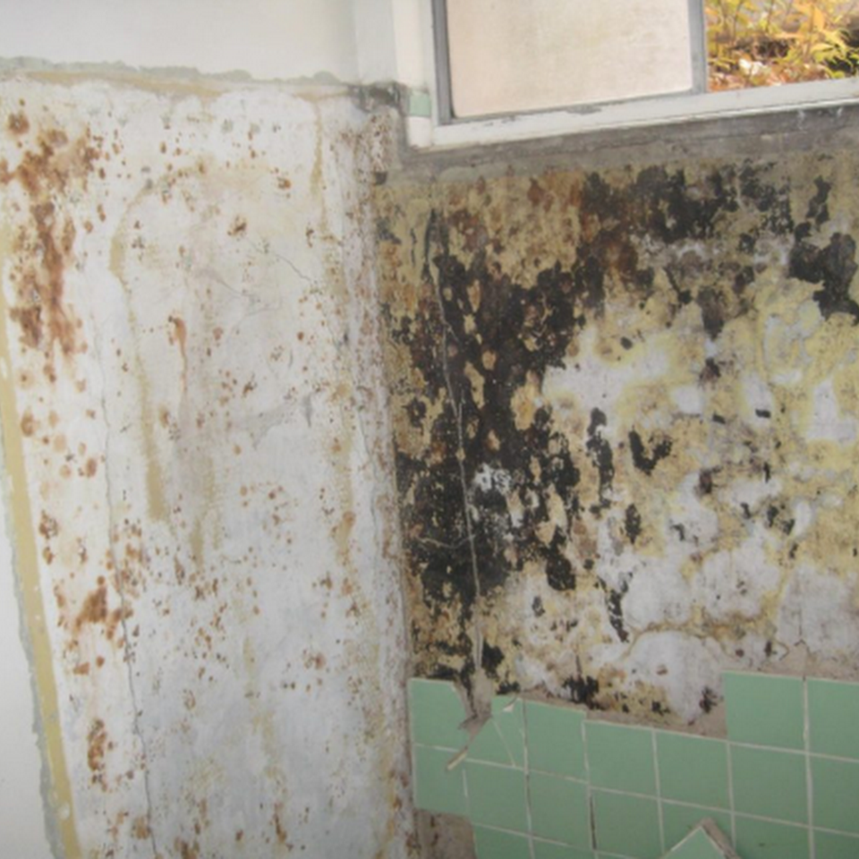 Catstrong Mold photo