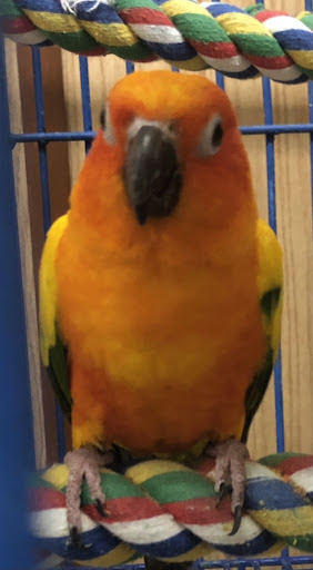 Braun's Birds - Thumbnail