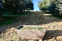 L'olive enchantée du Verdon à Quinson