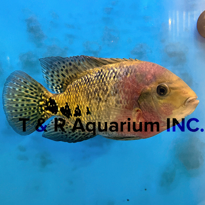 T & R AQUARIUM INC