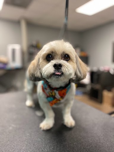 Knotty Dog Spa - Thumbnail