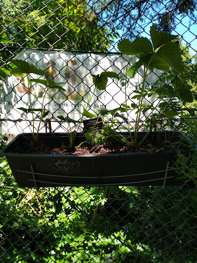 Ostgarten Brühl - Thumbnail