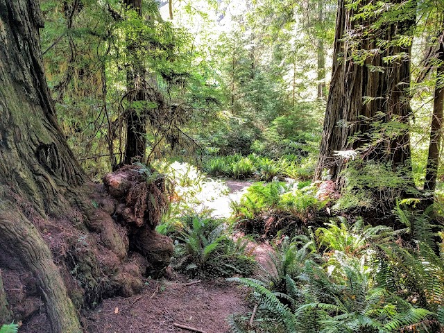 Prairie Creek Redwoods State Park