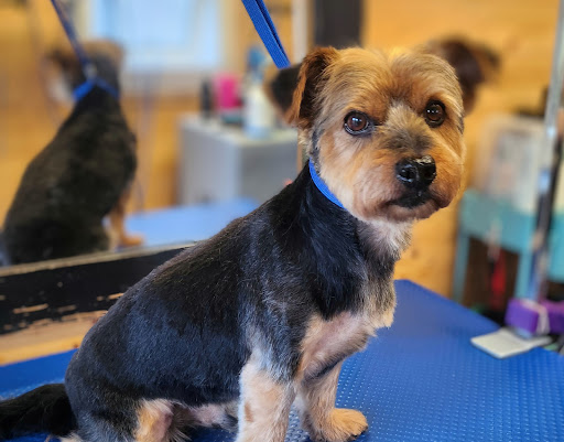 Dogmaster Groomers - Dog Grooming - Thumbnail