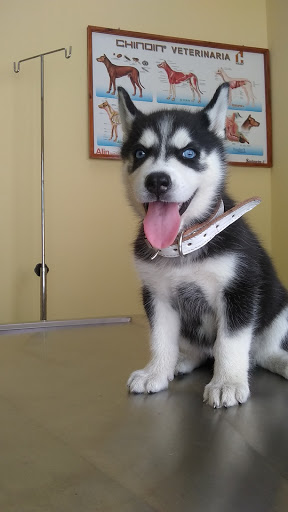 CLINICA VETERINARIA QUINTIL
