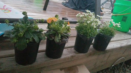 Plants4Home.com - Visual
