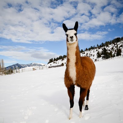 Montana Llama Guides of Bozeman