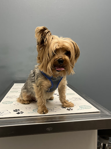 Sunnyside Pet Hospital - Thumbnail