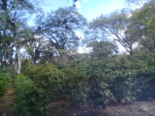 Finca Roma Bola De Oro - Thumbnail