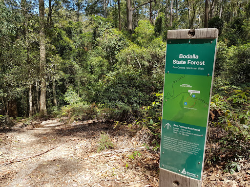 Box Cutting Rainforest Walk - Thumbnail