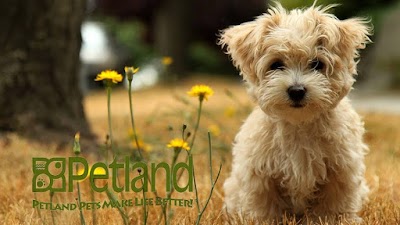 Petland Iowa City