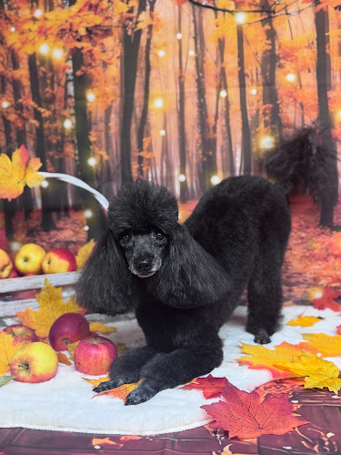 PSYTNIJ salon pielęgnacji zwierząt 🐾 - Łomianki