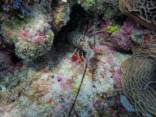 A. C. Divers - Visual