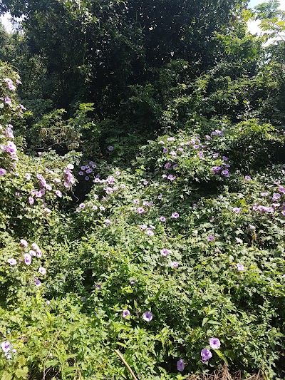 Photos of Burman Bush